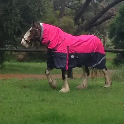 Clydesdale Winter Combo...