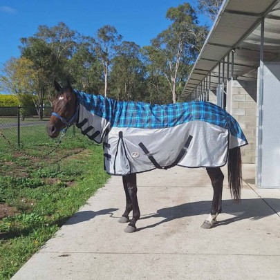 Brown horse modelling 600 Denier Rainsheet / Fly Repellent Hybrid Combo Blue
