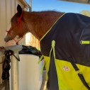 Winter horse rug for clydesdale horse