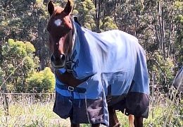 When Do Horses Need a Rug? Winter Rug Guide for Australian Conditions